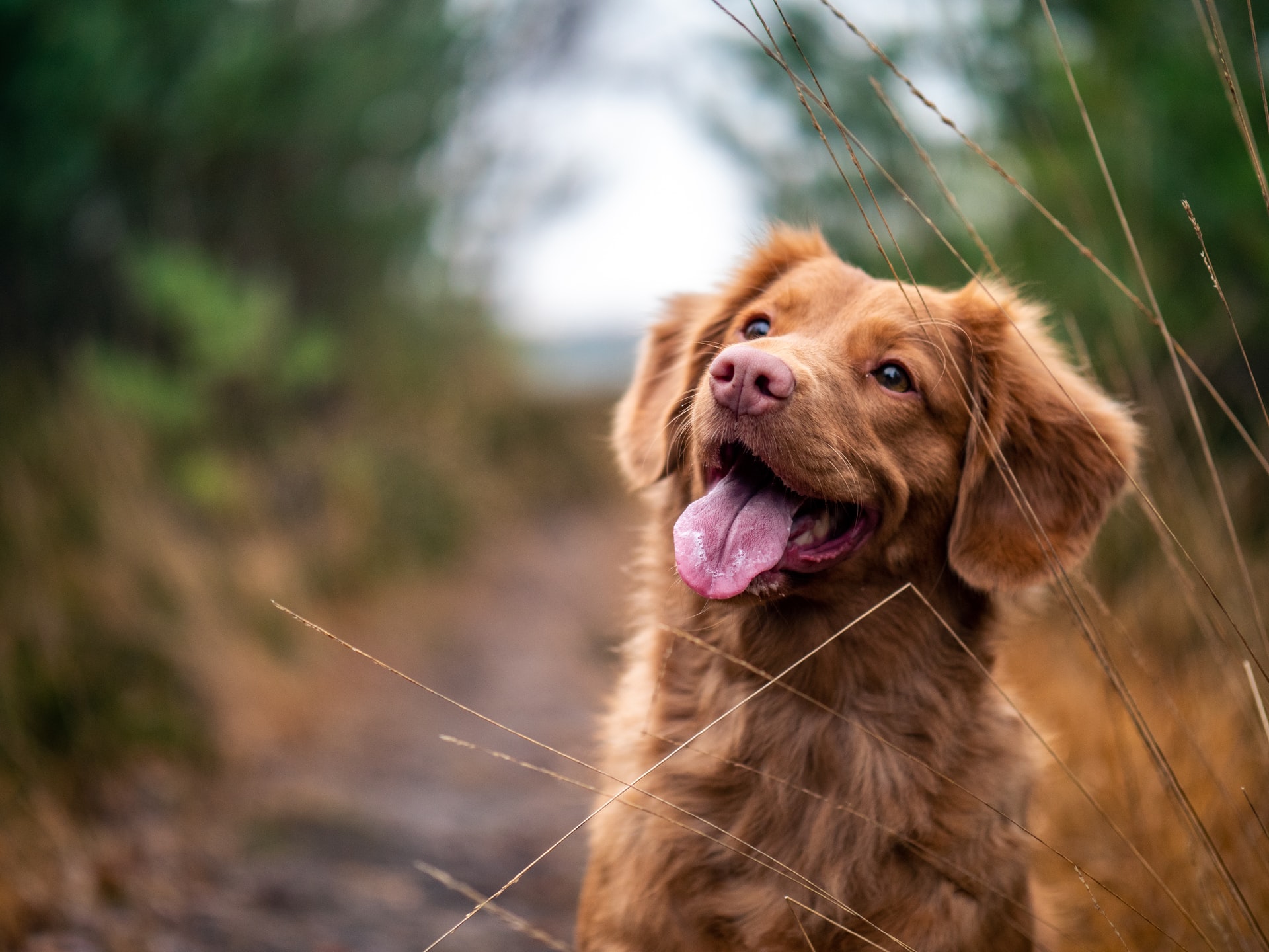 Things You Need to Consider to Keep Your Dogs Healthy